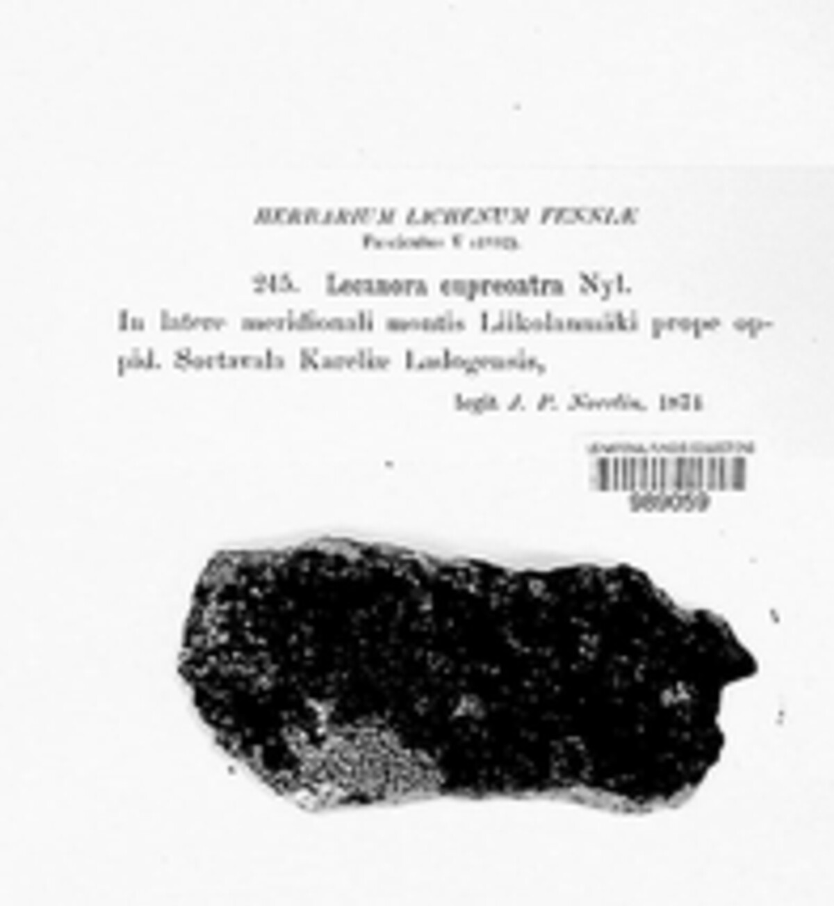 Lecaimmeria cupreoatra image